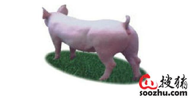 猪链球菌,首选头孢噻呋钠肌肉注射