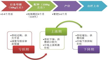 冯永辉:今年生猪市场走势风险预测|新闻中心|搜