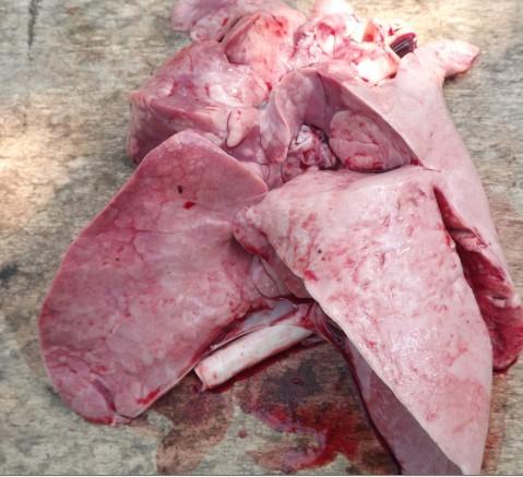 我家猪因胃狂犬引起的胃反流死亡的?|疫病预警