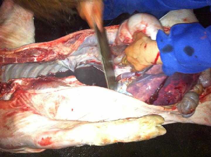 肺部严重病变 有人诊断是圆环|疫病预警|搜猪网