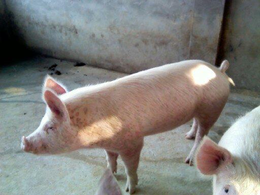 此猪得了圆环病病毒还是附红体?|疫病预警|搜猪