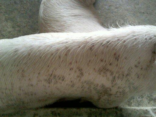 此猪得了圆环病病毒还是附红体?