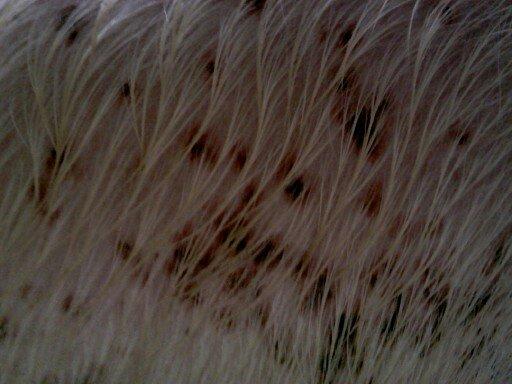 此猪得了圆环病病毒还是附红体?|疫病预警|搜猪