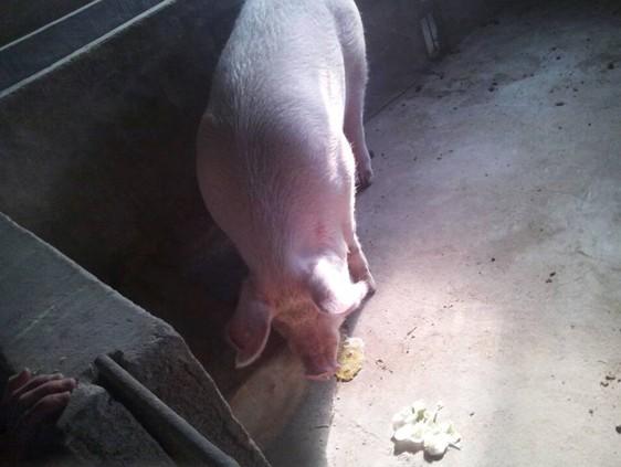 郑州养殖户反映妊娠母猪呕吐 打喷嚏震颤|疫病
