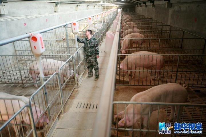 天津宁河种猪核心选育场进入繁育期