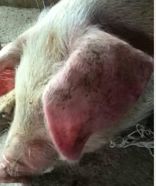 淄博养殖户反映猪场出现猪传染性胸膜肺炎|疫