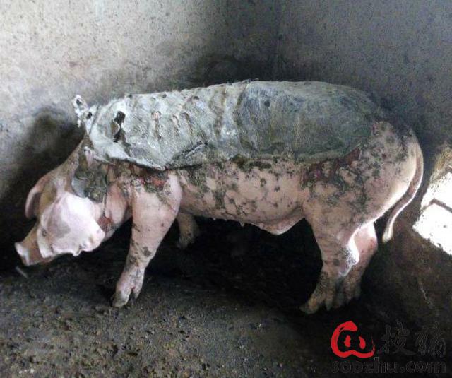 体温正常身上有斑点是猪丹毒吗?