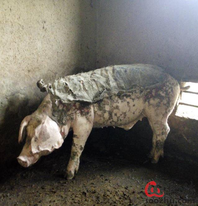 体温正常身上有斑点是猪丹毒吗?