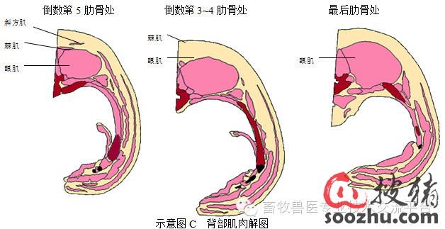 猪的背膘、眼肌面积测定方法|技术指导|徐州市凯信电子设备有限公司|搜猪网_中国生猪预警网企业空间