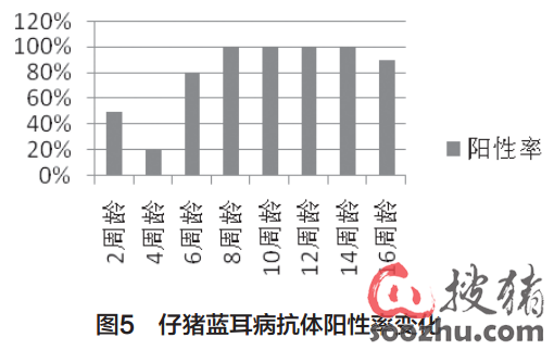TJM-F92株弱 毒 疫苗在蓝耳病感染 猪场 的应用|