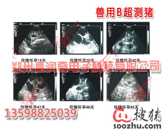 猪用B超测猪怀孕最佳时间选择|技术指导|郑州