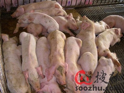 仔猪腹泻不用急 二泰组合解难题|回盛股份|搜