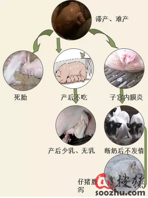 怕母猪产程长,就用母猪健+母畜抗体|安徽申亚农