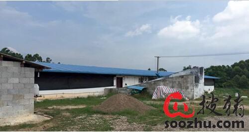 扬翔公司+家庭农场新模式 养猪年赚30万元不