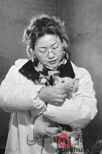 市女人乡村养猪杨惠:成就河北有机猪肉品牌第