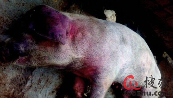 小保育猪群患猪丹毒 环境适宜减少应激预防此