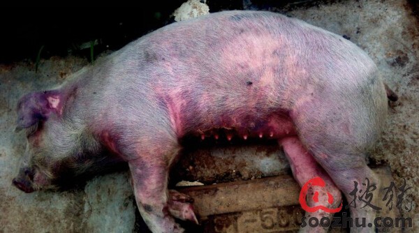 小保育猪群患猪丹毒 环境适宜减少应激预防此病|疫病预警|搜猪网_中国生猪预警网