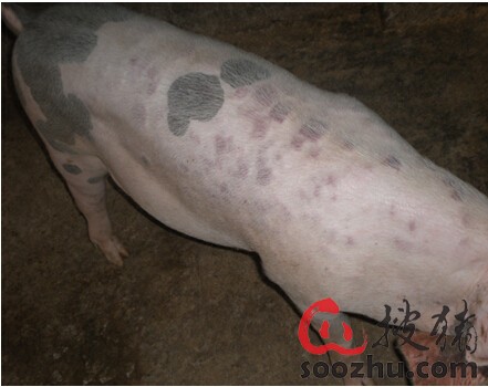 夏季猪皮肤上红色斑点发生的病案解析和防治方
