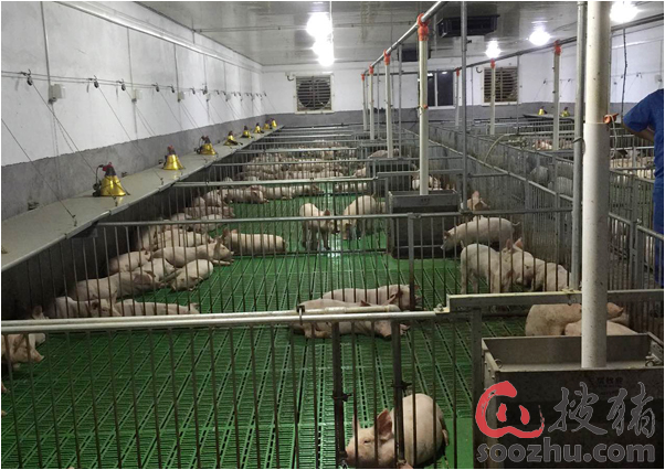 正邦养猪战高温 人热猪凉!|正邦集团|搜猪网_中