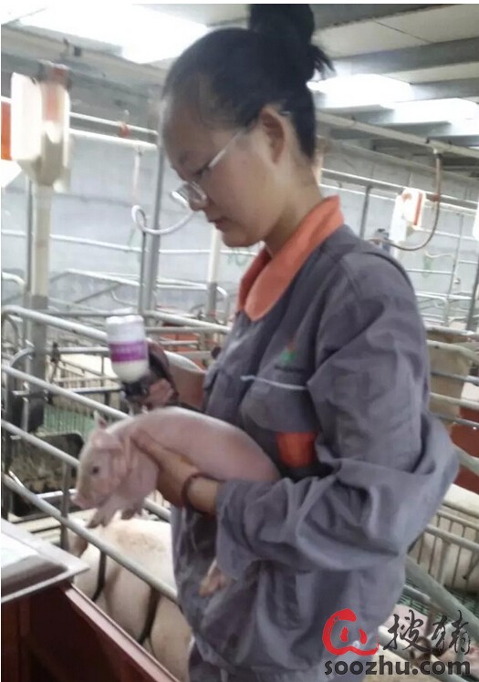 华中农业大学赴扬翔教学实习汇报会顺利召开|