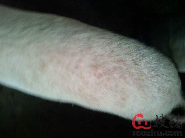 猪身上长红痘怎么回事|互动求助|搜猪网_中国生