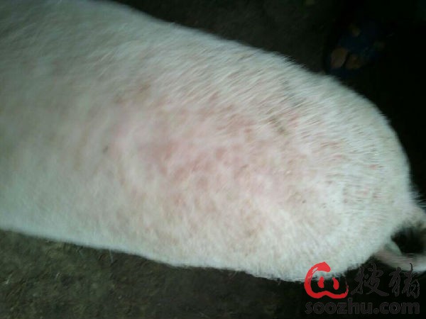 猪身上长红痘怎么回事|互动求助|搜猪网_中国生