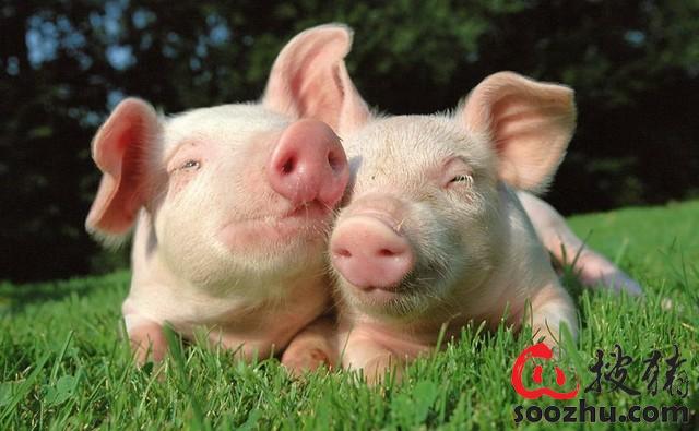 养猪补贴政策,为什么招致一片反对声?|技术指导
