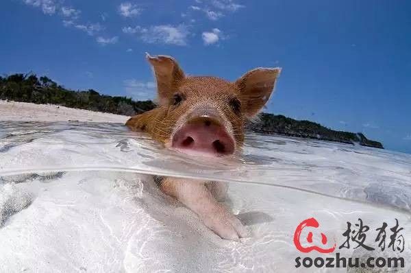 要浪费10%-15%的饲料|技术指导|安徽牧仕达饲