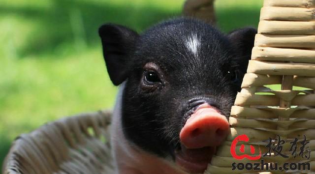 猪感冒不等于猪流感(区别与防治措施)|技术指导