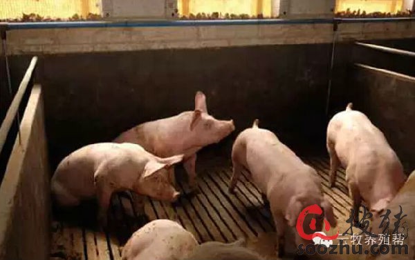 中小猪场设计图