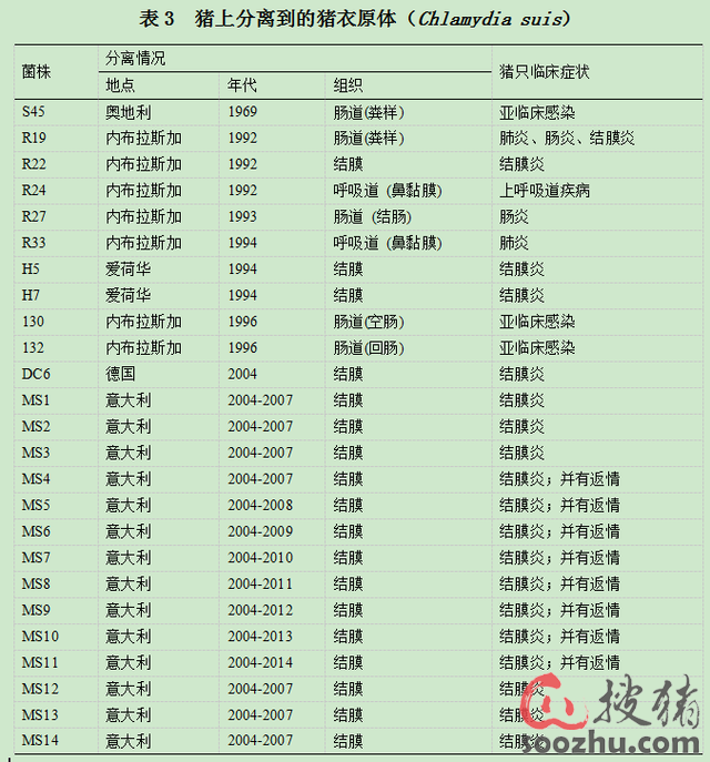 猪的衣原体感染