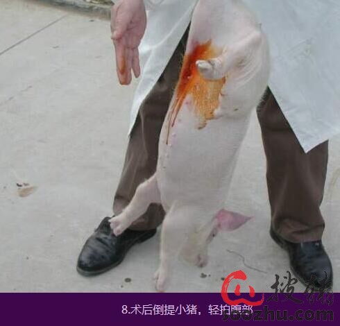 小母猪阉割手术 |山东普派斯饲料有限公司|搜猪
