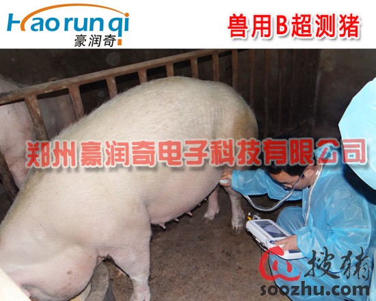 母猪怀孕多久猪用B超可以检测怀孕|技术指导|