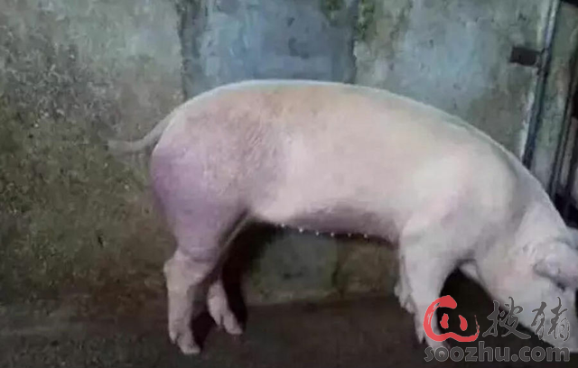 猪皮肤发红发紫的鉴别诊断|山东普派斯饲料有