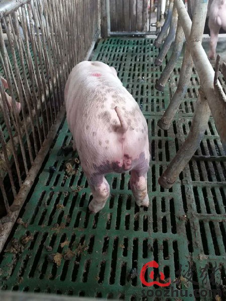 关于猪疑似感染猪丹毒的案例分析