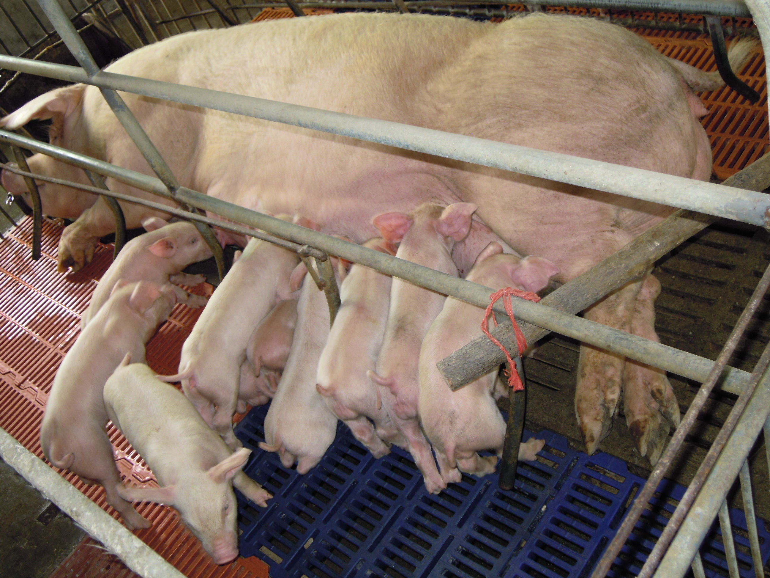 哺乳母猪饲养管理