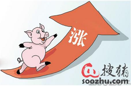 北方猪价持续上扬 继续提振周边地区维持上涨