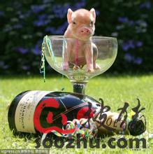 2015年7月2日河北生猪价格今日猪价最新市场