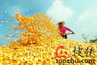 节后猪价继续呈现小幅震荡的姿态|搜猪观察|搜猪网_中国生猪预警网