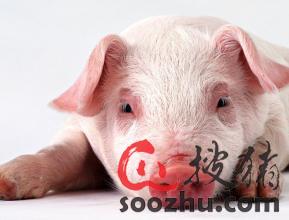 行业动态-最新疫苗-深加工-饲料动态|新闻中心