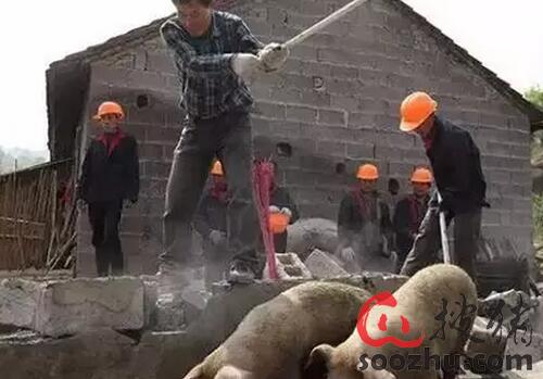 养猪为何成了有钱人才能玩的游戏?我们怎么办