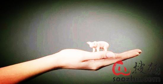 破解 猪周期 怪圈 加快生猪期货上市步伐|猪业新