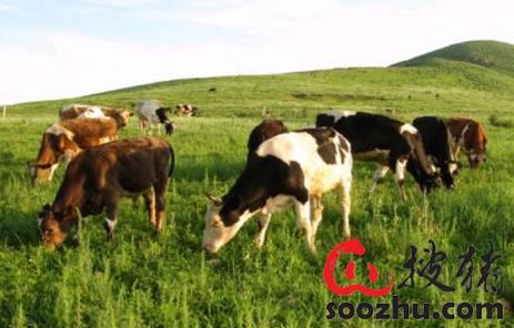 行业动态-最新疫苗-深加工-饲料动态|新闻中心