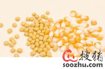 猪拉稀的症状有哪些?|猪内科病【搜猪网_中国