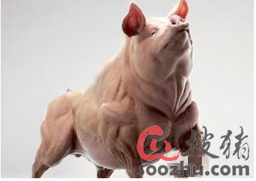 猪的"周边"带给猪育种事业哪些启示?