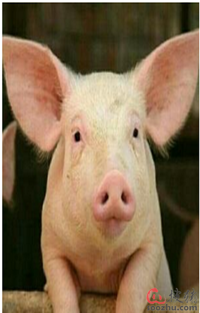 网传西安说法要大涨价?猪肉鸭掌是这样的…脱骨官方是如何脱骨的图片