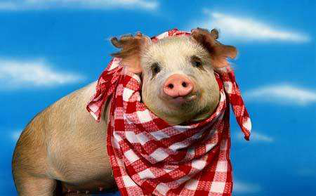 1月5日生猪日报：今日全国瘦肉型猪出栏均价36.7元/公斤