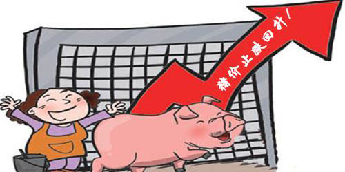 1月14日生猪日报： 今日全国瘦肉型猪出栏均价36.35元/公斤