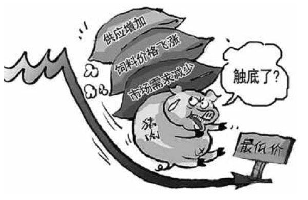 2月5日生猪日报:今日全国瘦肉型猪出栏均价32.01元/公斤 2月5日生猪日报:今日全国瘦肉型猪出栏均价32.01元/公斤