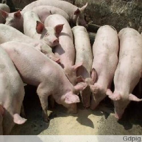 湖南仔猪养殖今日湖南猪价|搜猪网_中国生猪预